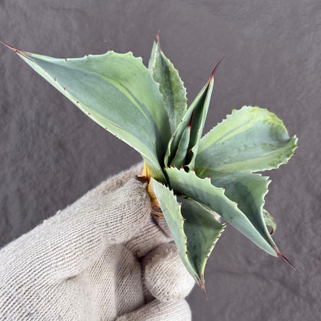 【アガベ オバティフォリア “オルカ”】斑入り安定地植え可能ロゼット展開良/L2