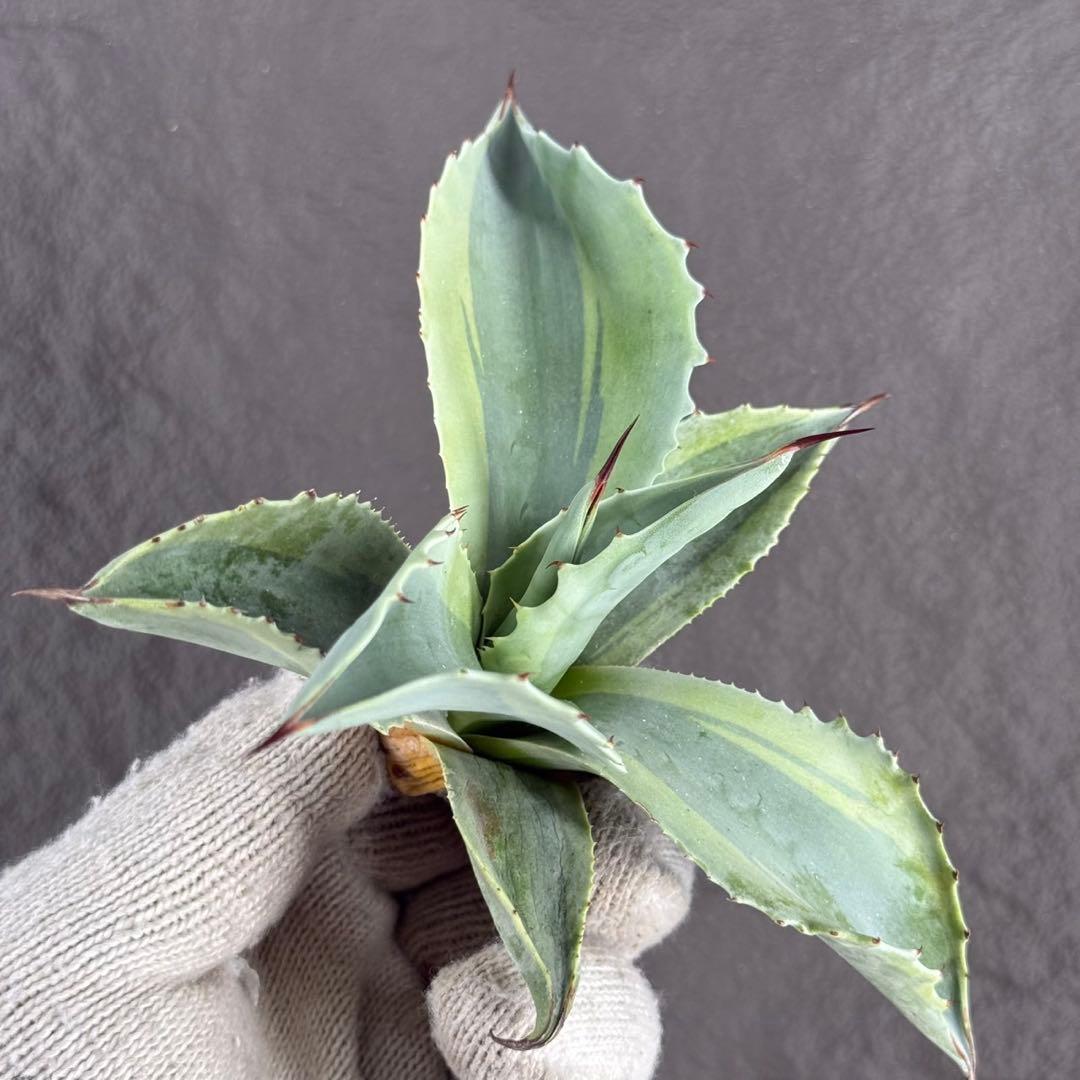 【アガベ オバティフォリア “オルカ”】斑入り安定地植え可能ロゼット展開良/L2