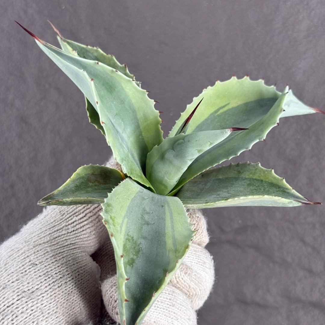 【アガベ オバティフォリア “オルカ”】斑入り安定地植え可能ロゼット展開良/L2