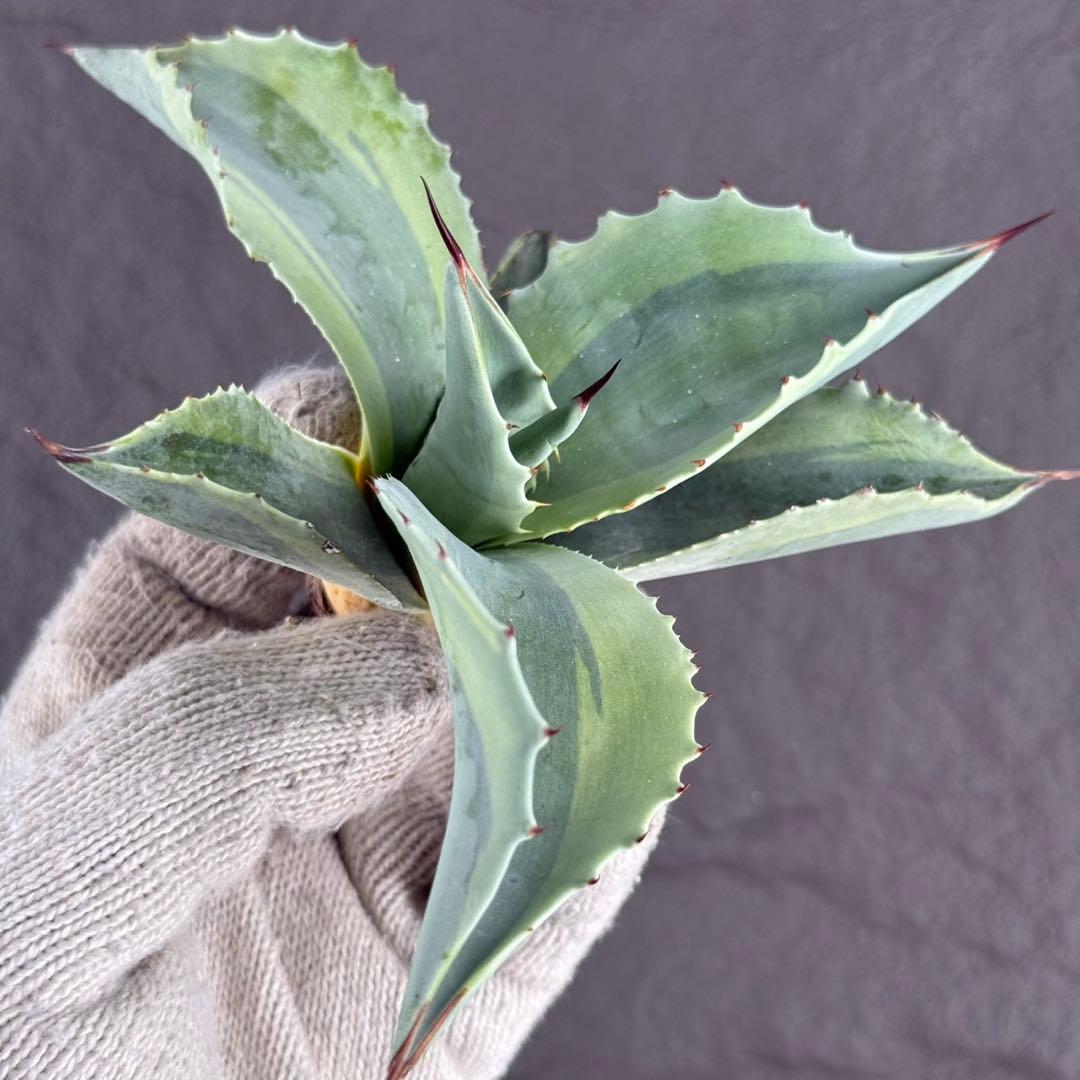 【アガベ オバティフォリア “オルカ”】斑入り安定地植え可能ロゼット展開良/L2