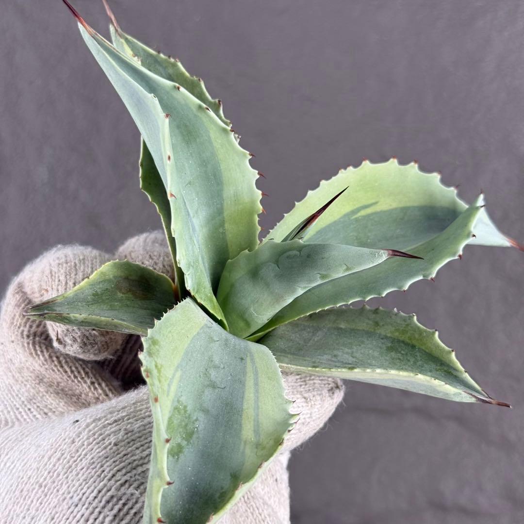 【アガベ オバティフォリア “オルカ”】斑入り安定地植え可能ロゼット展開良/L2