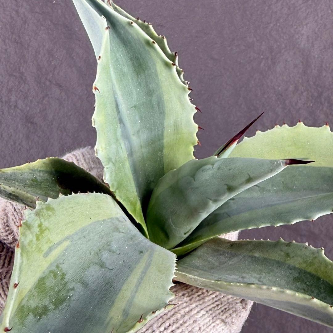 【アガベ オバティフォリア “オルカ”】斑入り安定地植え可能ロゼット展開良/L2