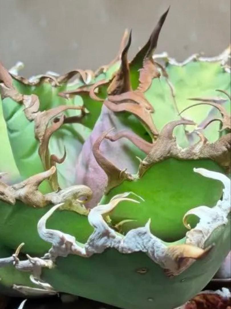 ①アガベチタノタ【特選】凱撤　シーザー　Lize産コンパクト　親株