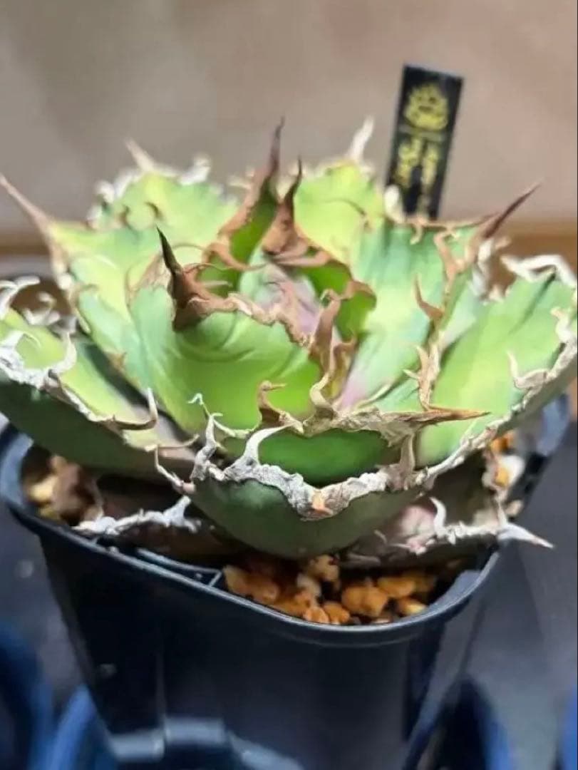 ①アガベチタノタ【特選】凱撤　シーザー　Lize産コンパクト　親株