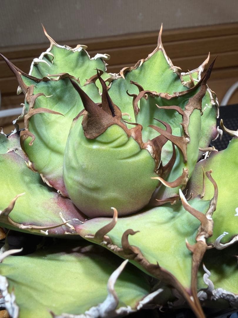 ①アガベチタノタ【特選】凱撤　シーザー　Lize産コンパクト　親株