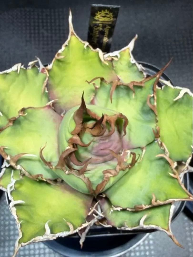 ①アガベチタノタ【特選】凱撤　シーザー　Lize産コンパクト　親株