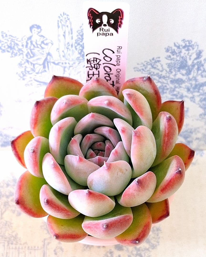 コロラータ実生(錦玉園特選3)札付きポットごとメルカリ便ルイパパさん苗