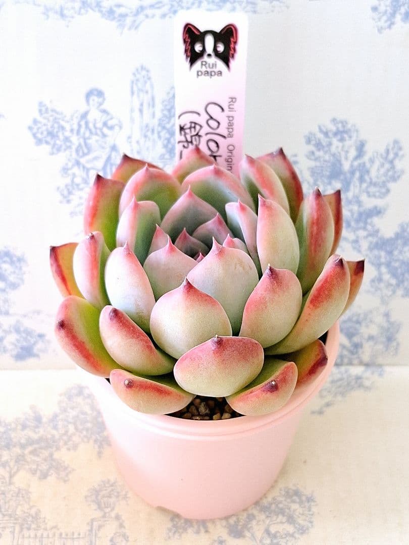 コロラータ実生(錦玉園特選3)札付きポットごとメルカリ便ルイパパさん苗