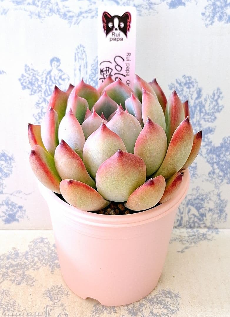 コロラータ実生(錦玉園特選3)札付きポットごとメルカリ便ルイパパさん苗