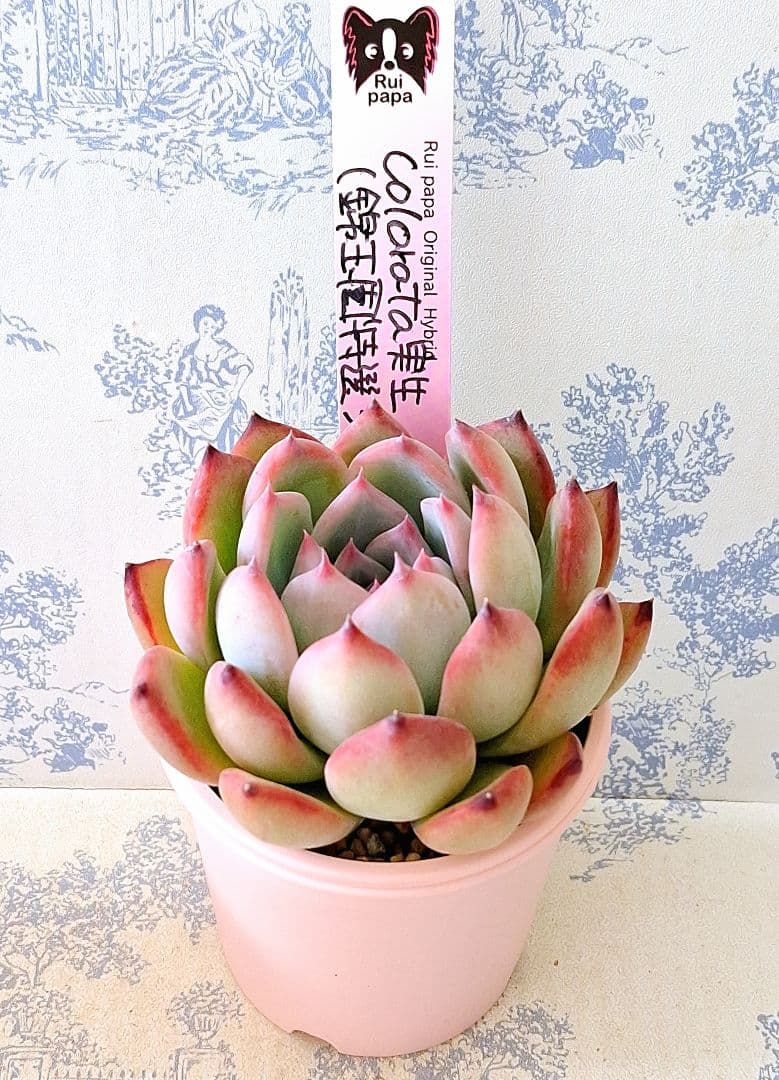 コロラータ実生(錦玉園特選3)札付きポットごとメルカリ便ルイパパさん苗