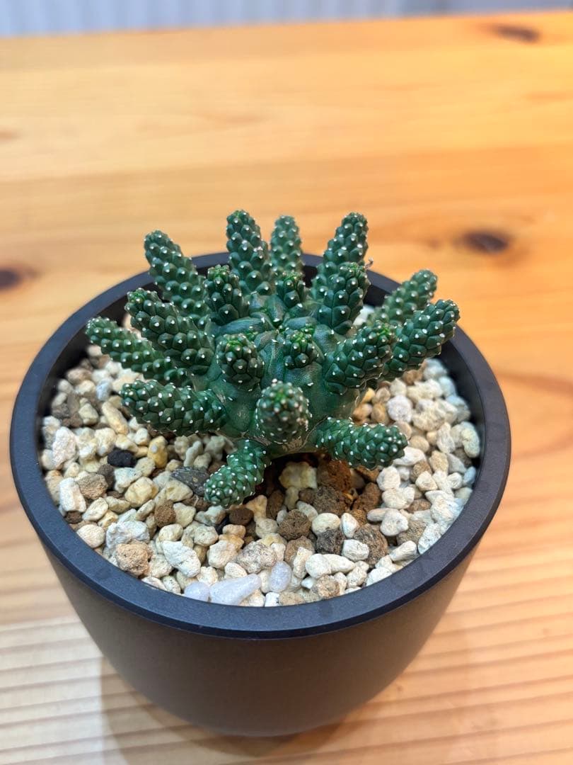 ユーフォルビア タコモノ / ガムケンシス