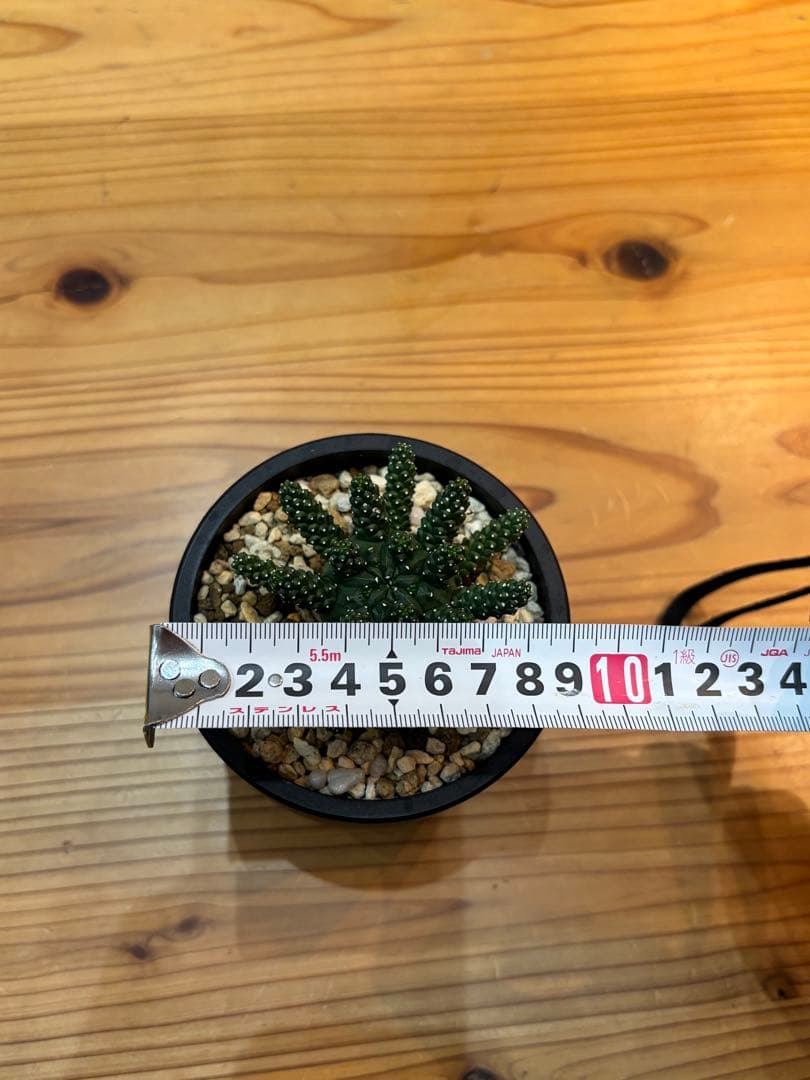 ユーフォルビア タコモノ / ガムケンシス