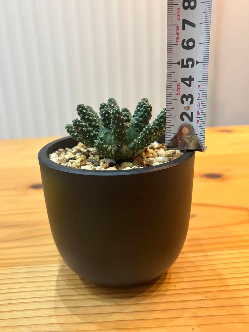 ユーフォルビア タコモノ / ガムケンシス