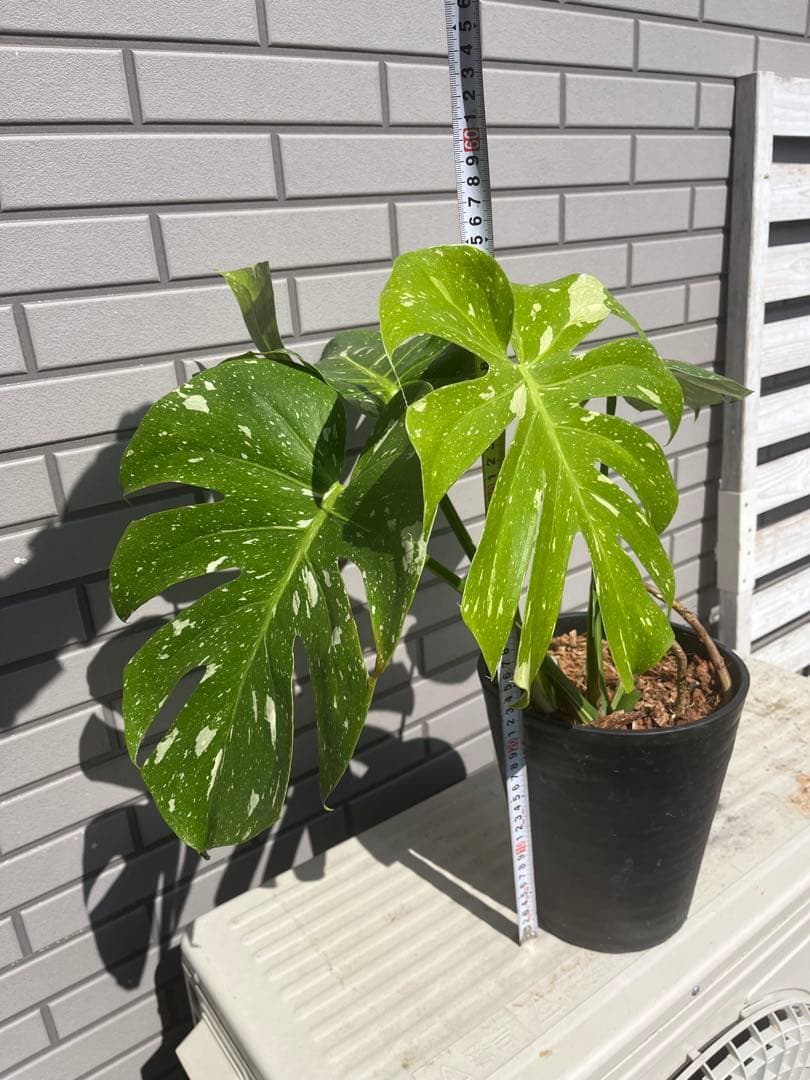 ‼️優良株‼️ モンステラ　タイコンステレーション　　７号鉢