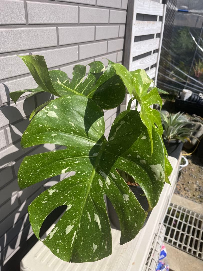 ‼️優良株‼️ モンステラ　タイコンステレーション　　７号鉢