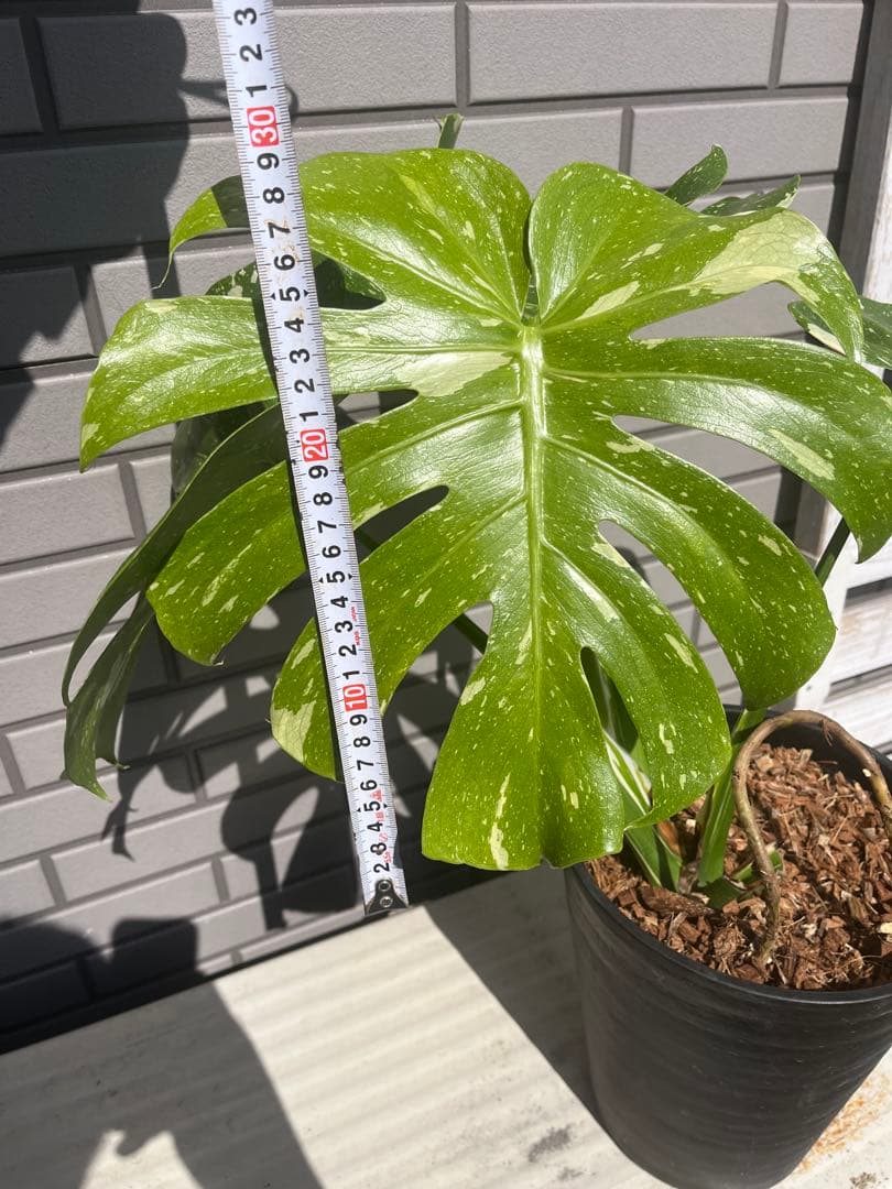 ‼️優良株‼️ モンステラ　タイコンステレーション　　７号鉢