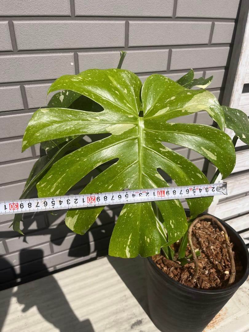 ‼️優良株‼️ モンステラ　タイコンステレーション　　７号鉢