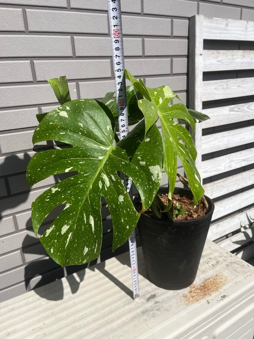 ‼️優良株‼️ モンステラ　タイコンステレーション　　７号鉢