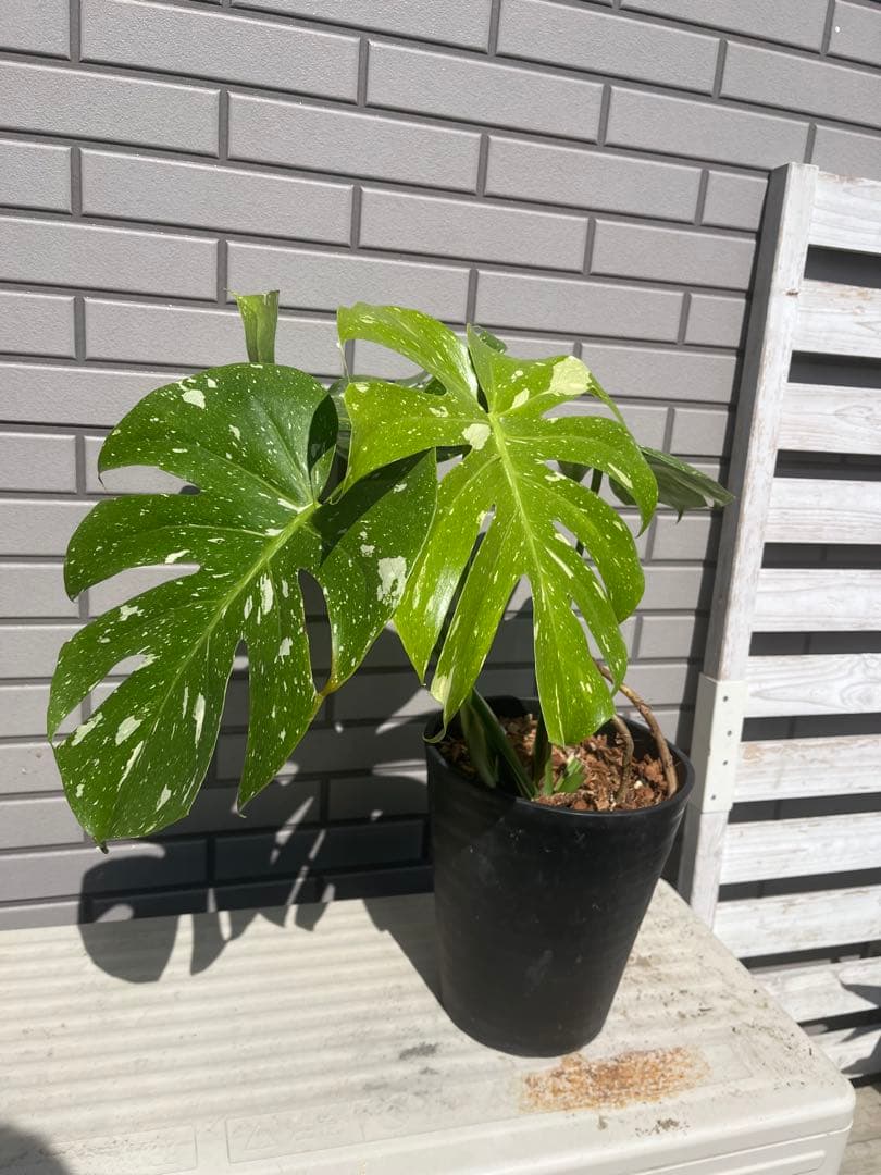 ‼️優良株‼️ モンステラ　タイコンステレーション　　７号鉢