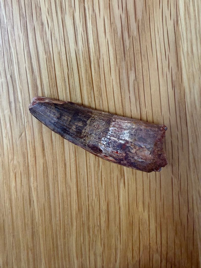 スピノサウルス　化石　歯