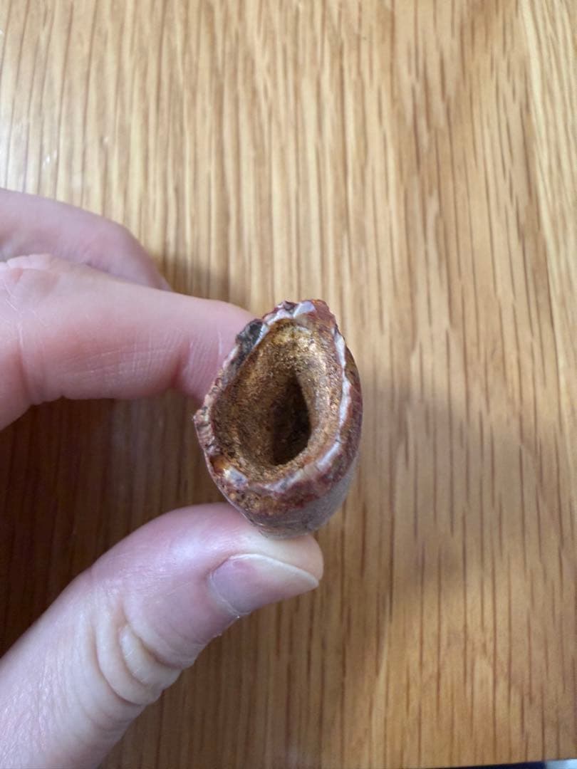 スピノサウルス　化石　歯