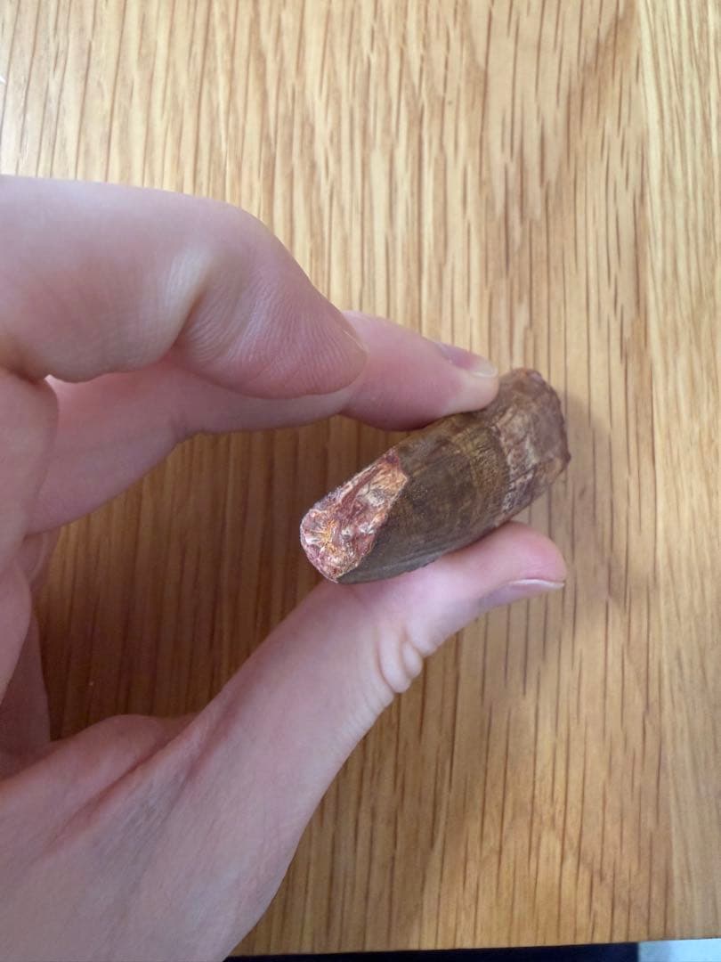 スピノサウルス　化石　歯