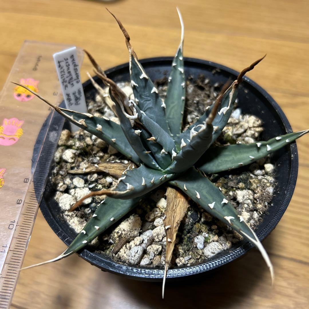 アガベ福袋（中身は見えている）計8株①