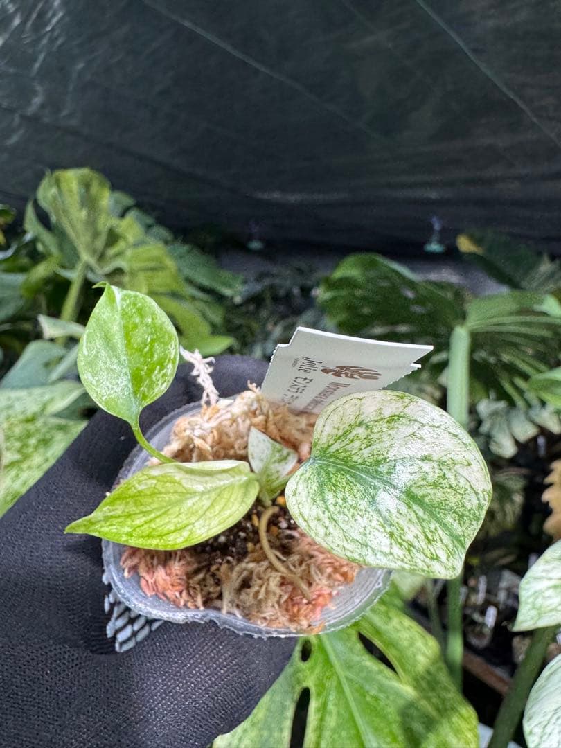 M6 モンステラ　デリシオーサ　ミント　2寸ポリポット　ネコポス発送