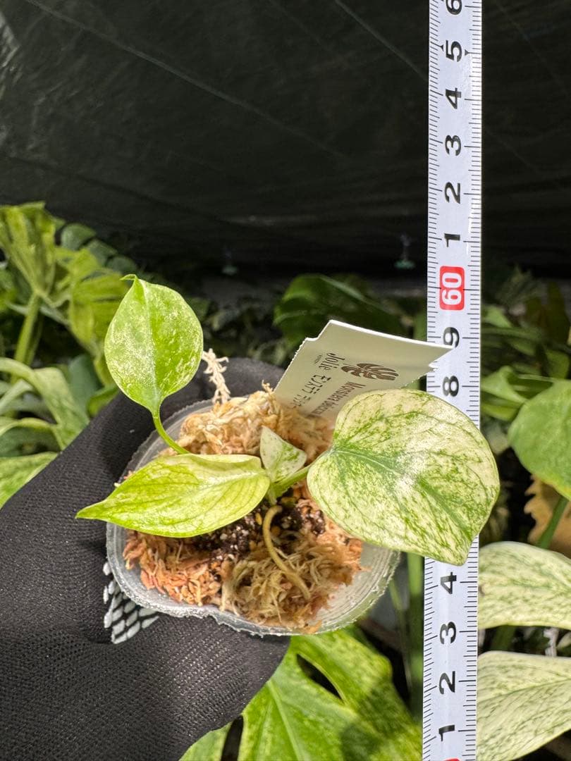 M6 モンステラ　デリシオーサ　ミント　2寸ポリポット　ネコポス発送