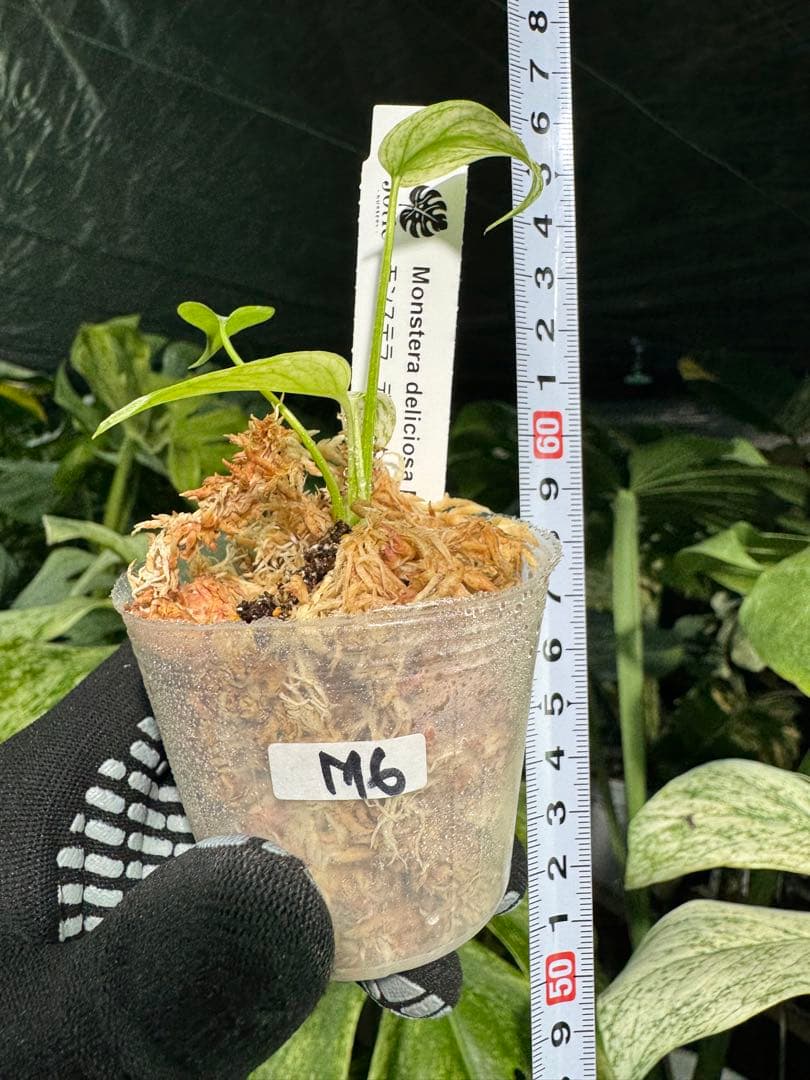M6 モンステラ　デリシオーサ　ミント　2寸ポリポット　ネコポス発送