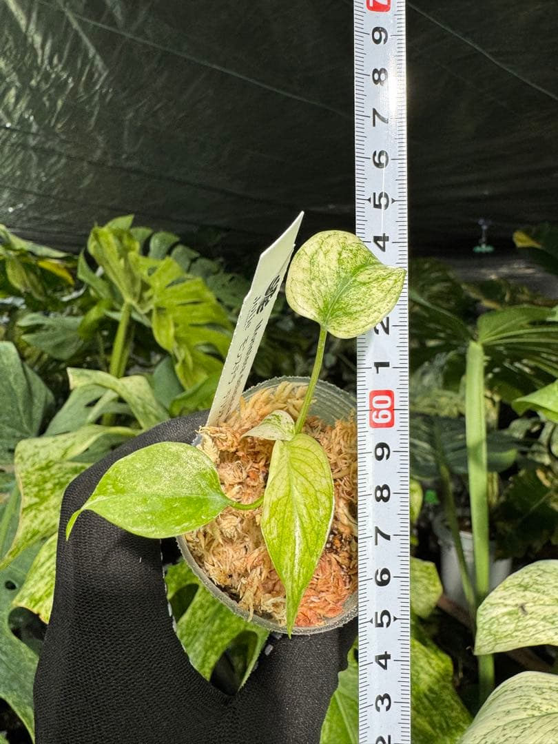 M6 モンステラ　デリシオーサ　ミント　2寸ポリポット　ネコポス発送