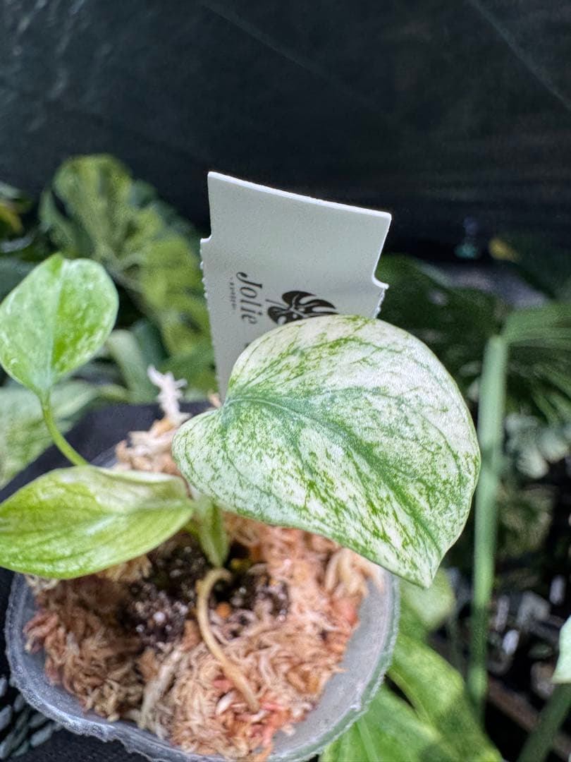 M6 モンステラ　デリシオーサ　ミント　2寸ポリポット　ネコポス発送