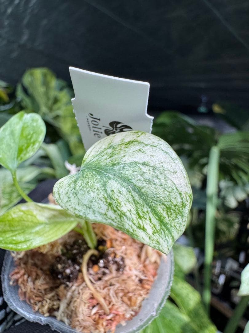 M6 モンステラ　デリシオーサ　ミント　2寸ポリポット　ネコポス発送