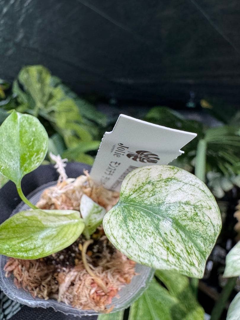 M6 モンステラ　デリシオーサ　ミント　2寸ポリポット　ネコポス発送