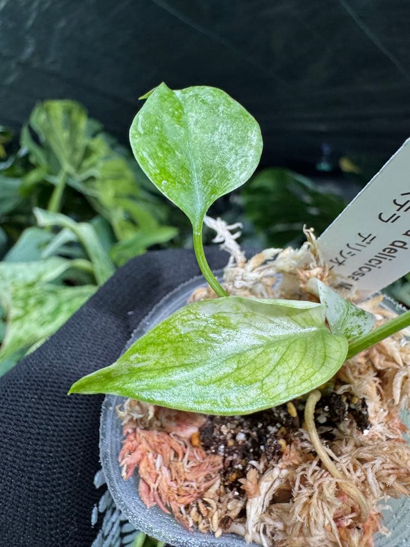 M6 モンステラ　デリシオーサ　ミント　2寸ポリポット　ネコポス発送