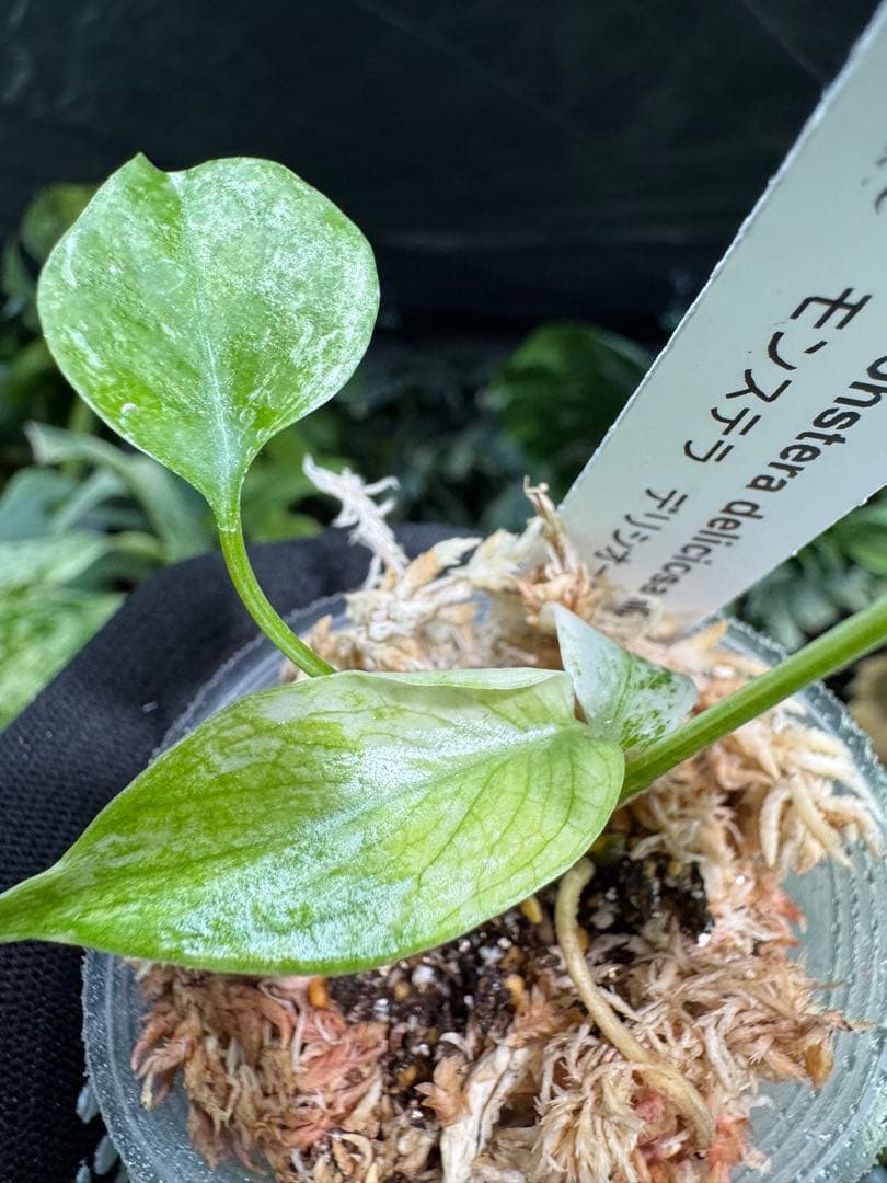 M6 モンステラ　デリシオーサ　ミント　2寸ポリポット　ネコポス発送