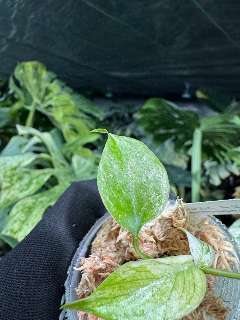 M6 モンステラ　デリシオーサ　ミント　2寸ポリポット　ネコポス発送