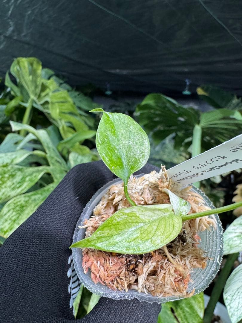 M6 モンステラ　デリシオーサ　ミント　2寸ポリポット　ネコポス発送