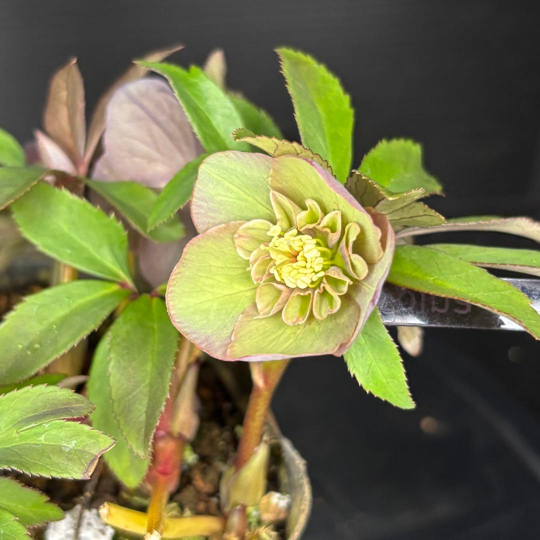 クリスマスローズ 原種交配系 セミダブル バイカラー