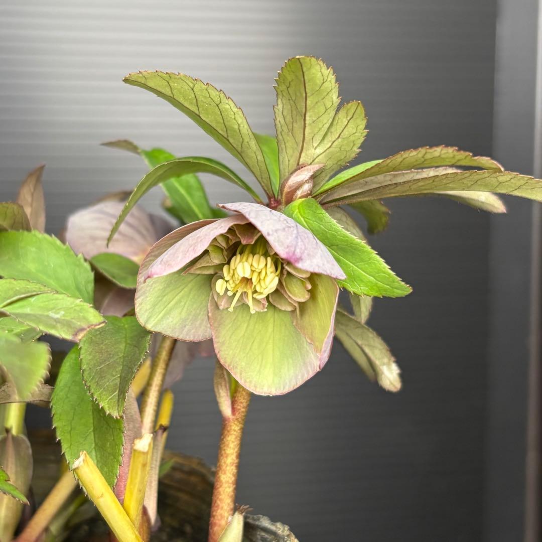 クリスマスローズ 原種交配系 セミダブル バイカラー