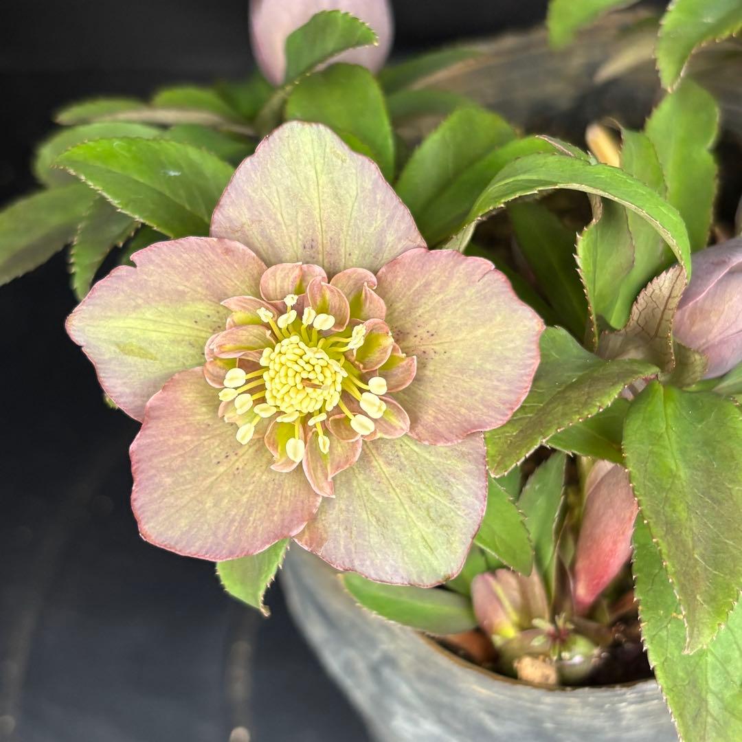 クリスマスローズ 原種交配系 セミダブル バイカラー