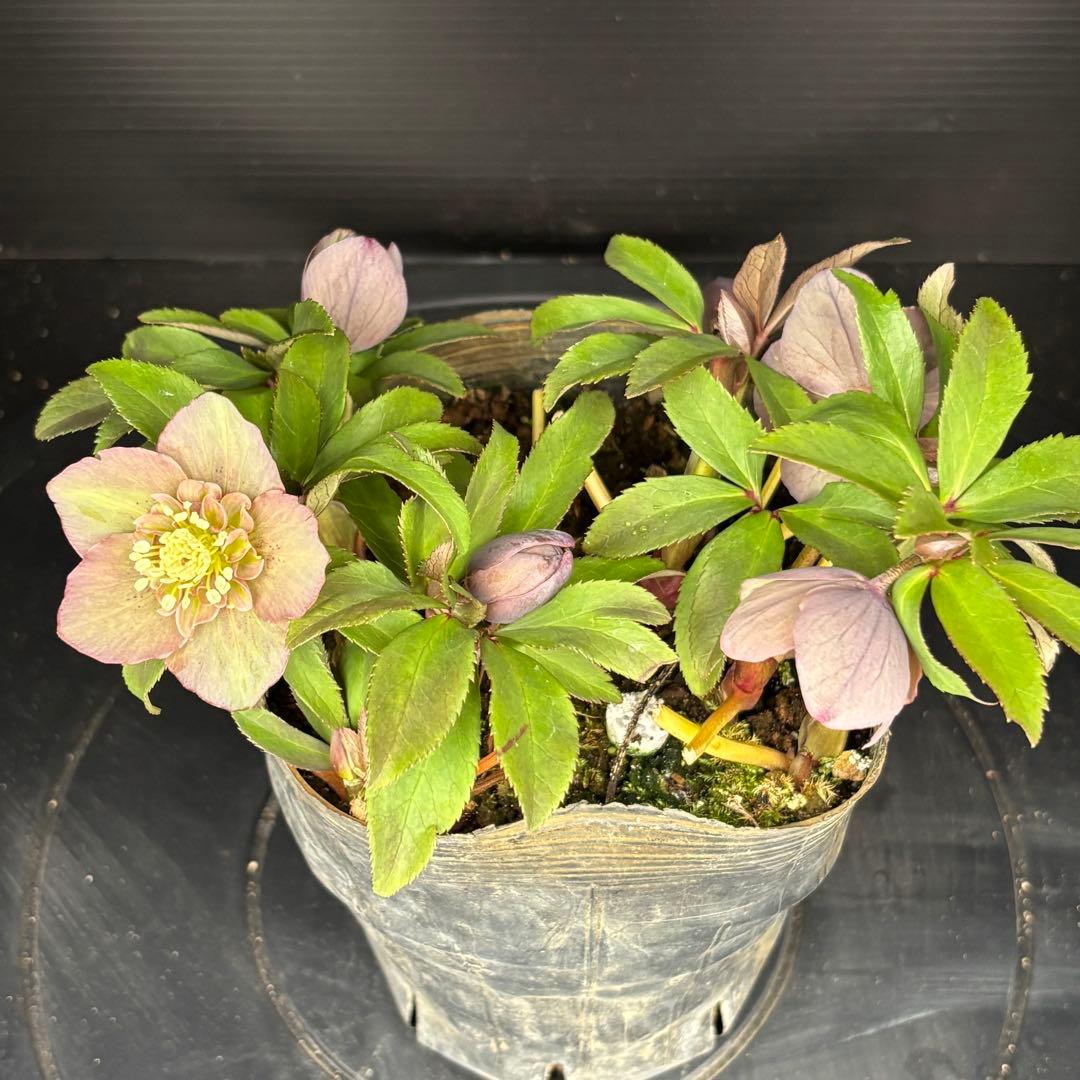 クリスマスローズ 原種交配系 セミダブル バイカラー