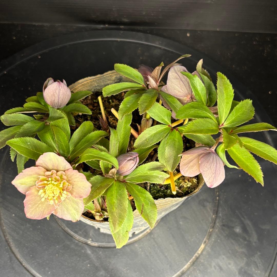 クリスマスローズ 原種交配系 セミダブル バイカラー