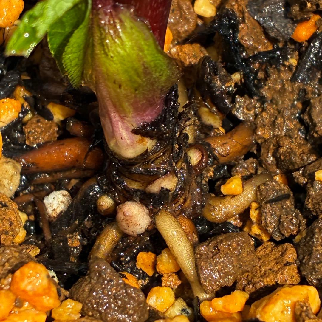 ヒ*イ様 3595☘️蕾花付き☘️⭐️スモーキーダーク⭐️ブロッチ⭐️ベイン⭐️