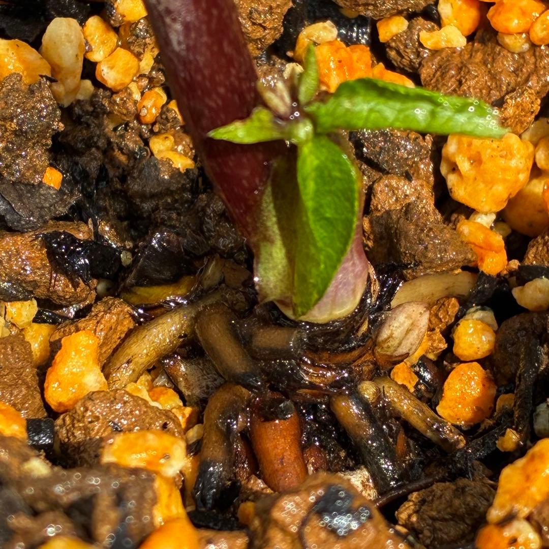 ヒ*イ様 3595☘️蕾花付き☘️⭐️スモーキーダーク⭐️ブロッチ⭐️ベイン⭐️