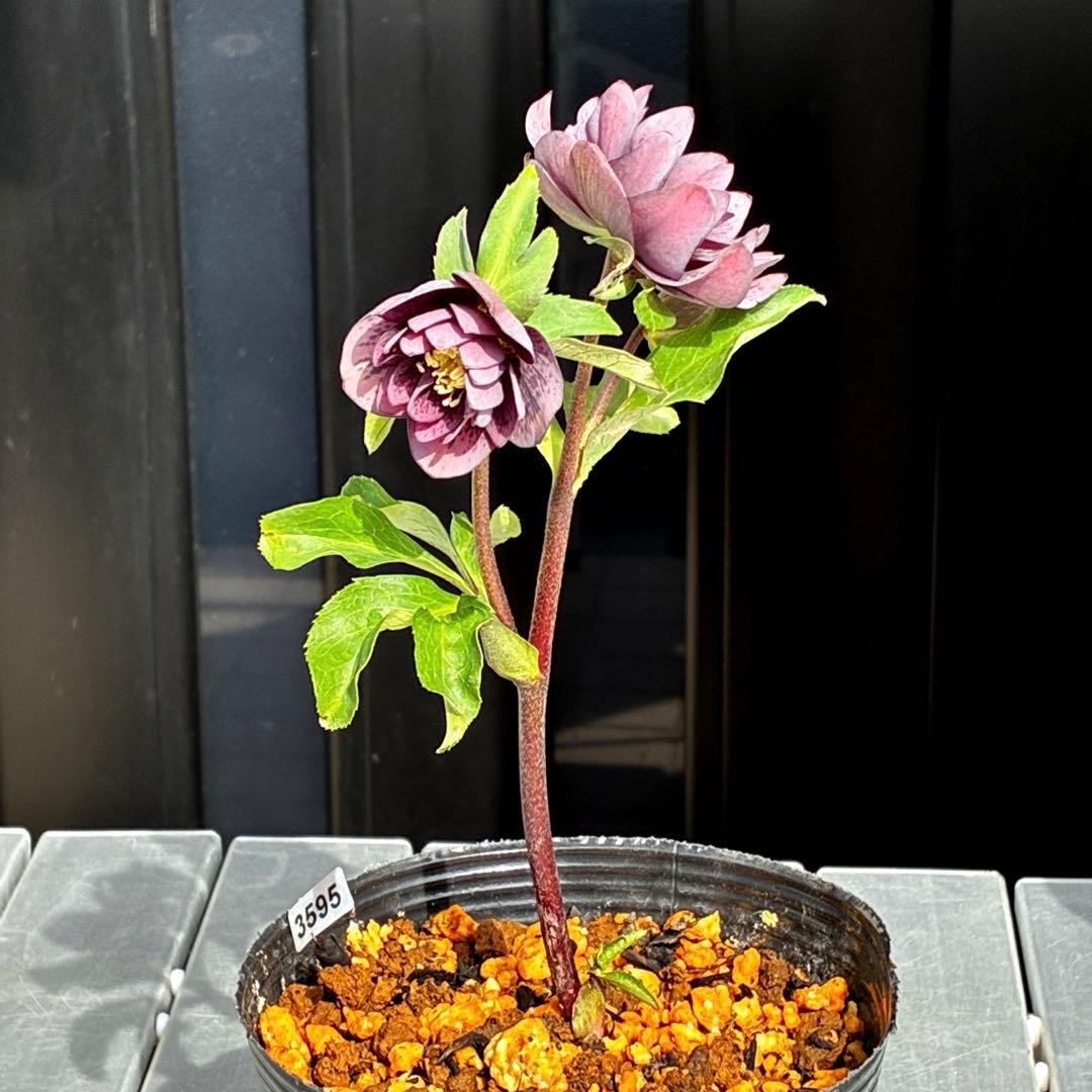 ヒ*イ様 3595☘️蕾花付き☘️⭐️スモーキーダーク⭐️ブロッチ⭐️ベイン⭐️