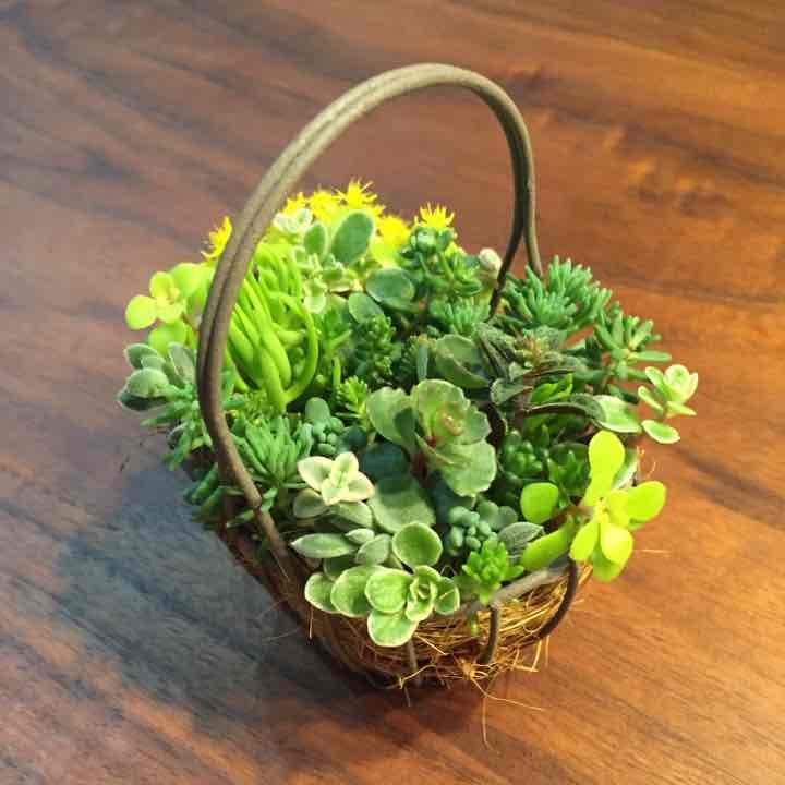 確認用 多肉 セダム 寄植え
