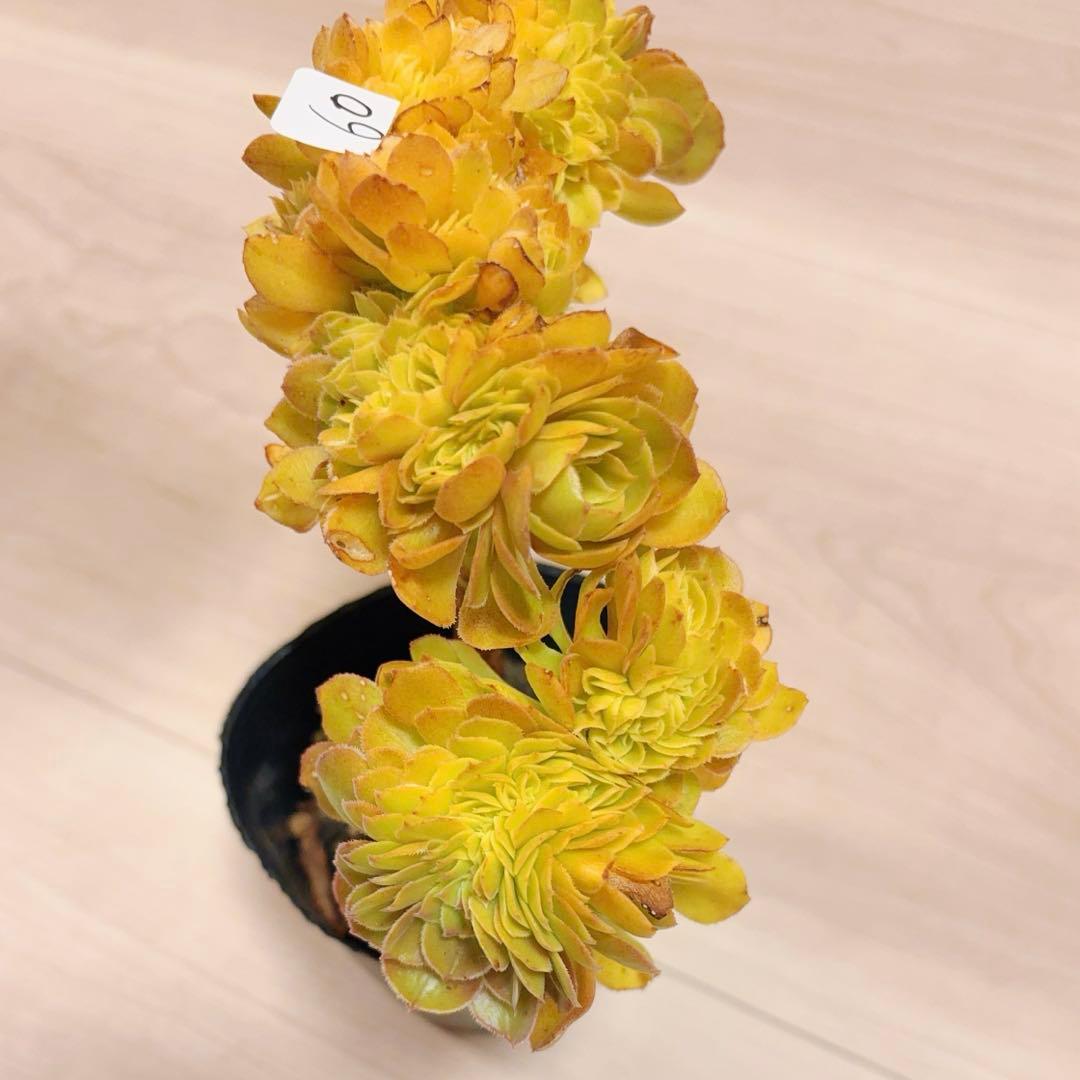 60#多肉植物アエオニウム錦❤️ ハロウィンセッカ❤️19cm 拔き苗