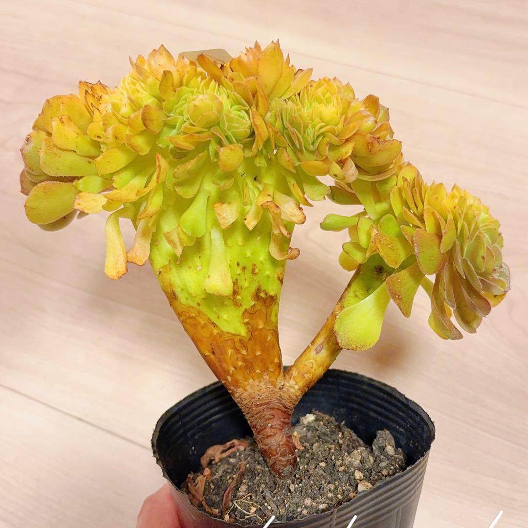 60#多肉植物アエオニウム錦❤️ ハロウィンセッカ❤️19cm 拔き苗