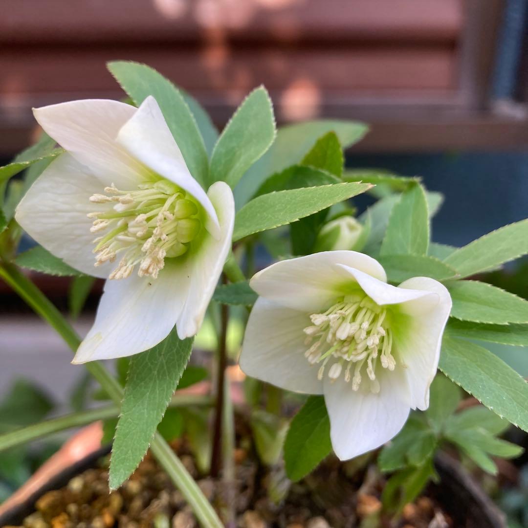 クリスマスローズ　小輪白　多花性　大株